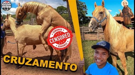 cruzamento de mula com cavalo|cruzamento de cavalo com jumenta nasce burro ou mulas.